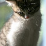 6月1日双色球开奖号码公布,头奖花落谁家引关注 4lnoxq4