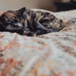 澳门巴黎人:感受法式浪漫与澳门风情的绝妙之旅 ght2mn6