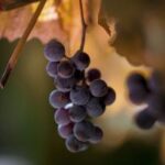 NBA勇士国王巅峰对决直播,见证西部强强对话精彩时刻 ysht6upt